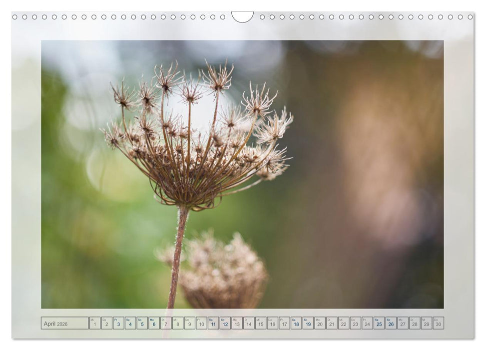 Verblühte Schönheiten (CALVENDO Wandkalender 2026)