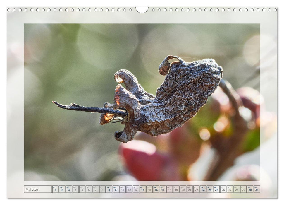 Verblühte Schönheiten (CALVENDO Wandkalender 2026)