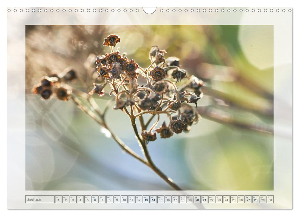 Verblühte Schönheiten (CALVENDO Wandkalender 2026)