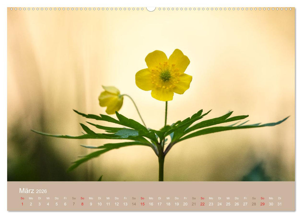 Fantastischer Frühling (CALVENDO Wandkalender 2026)