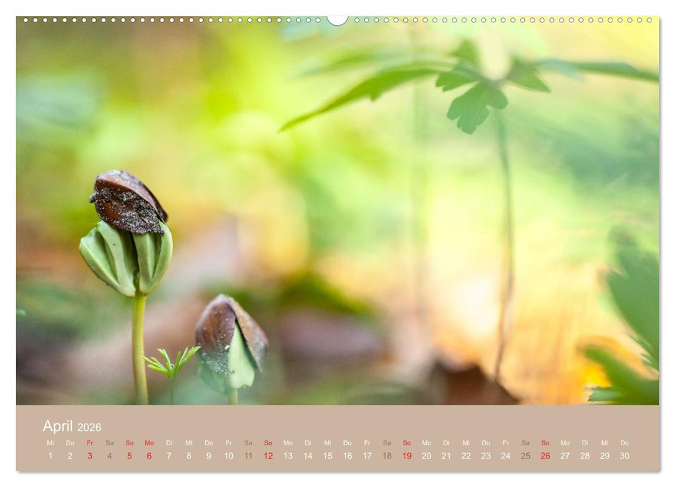 Fantastischer Frühling (CALVENDO Wandkalender 2026)