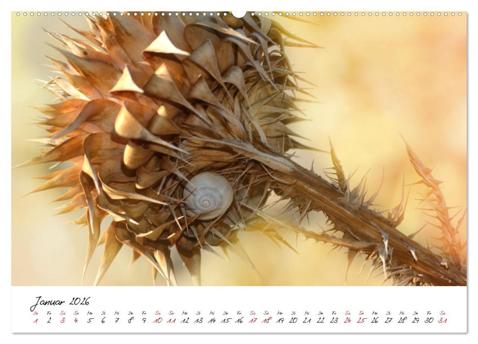 Schönheiten in freier Natur (CALVENDO Wandkalender 2026)