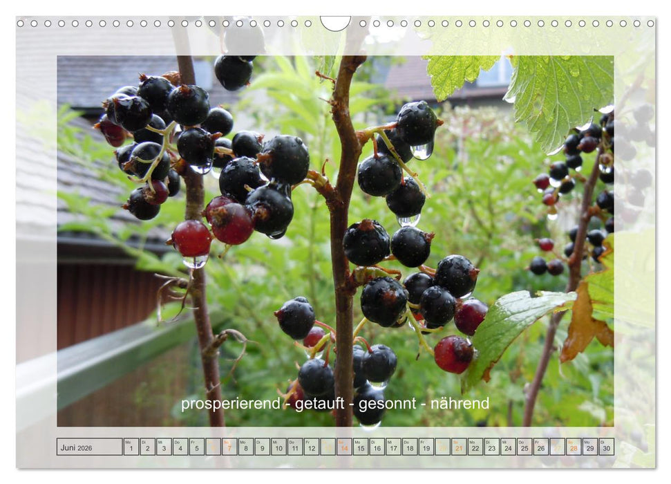 Entdeckend: Natur - Energie - Zufriedenheit (CALVENDO Wandkalender 2026)