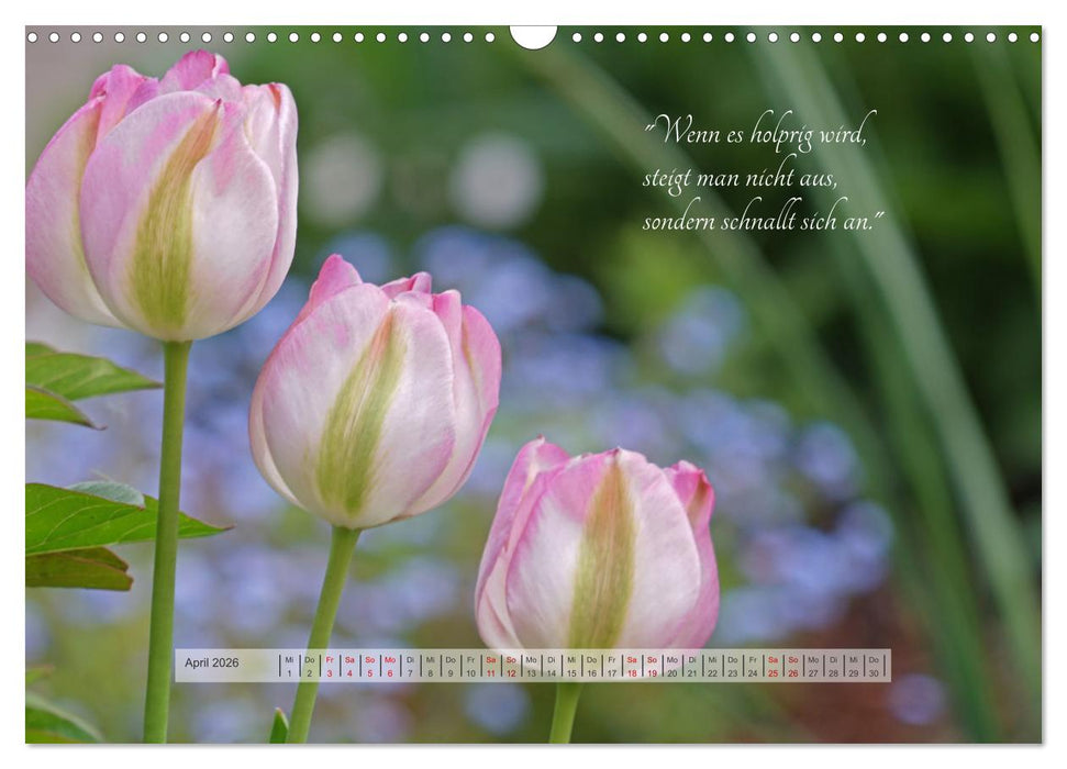 Motivierende Sprüche - gestärkt durch das Jahr (CALVENDO Wandkalender 2026)