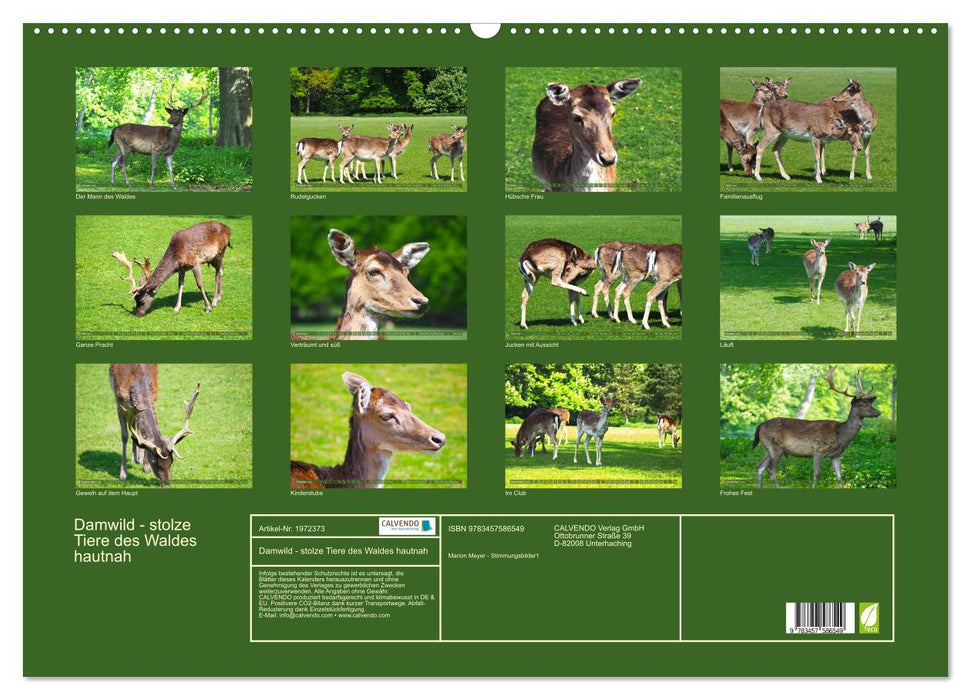 Damwild - stolze Tiere des Waldes hautnah (CALVENDO Wandkalender 2026)