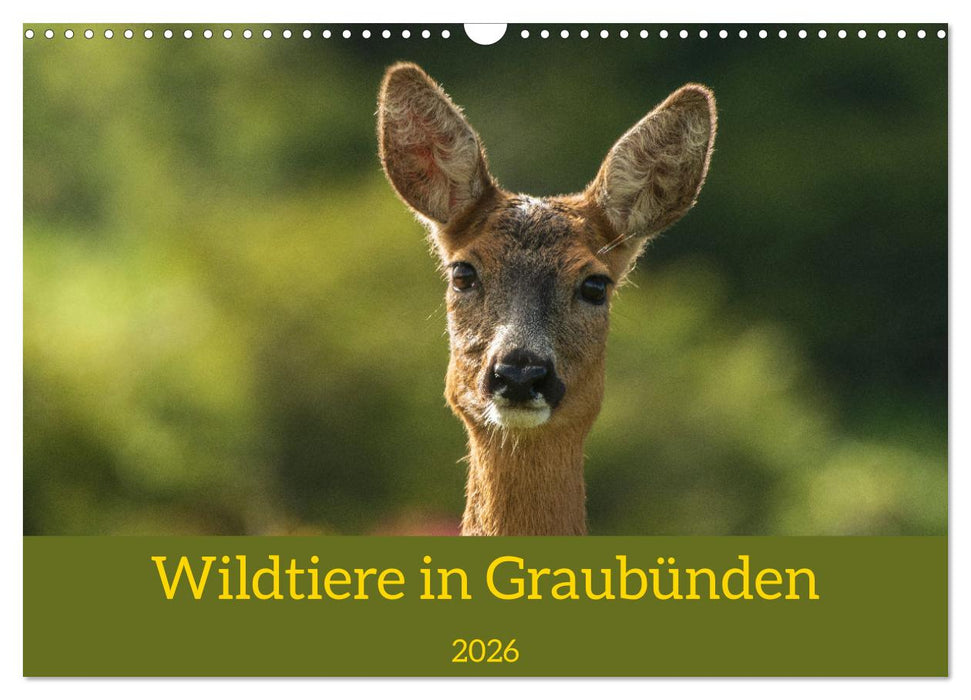 Wildtiere in Graubünden (CALVENDO Wandkalender 2026)
