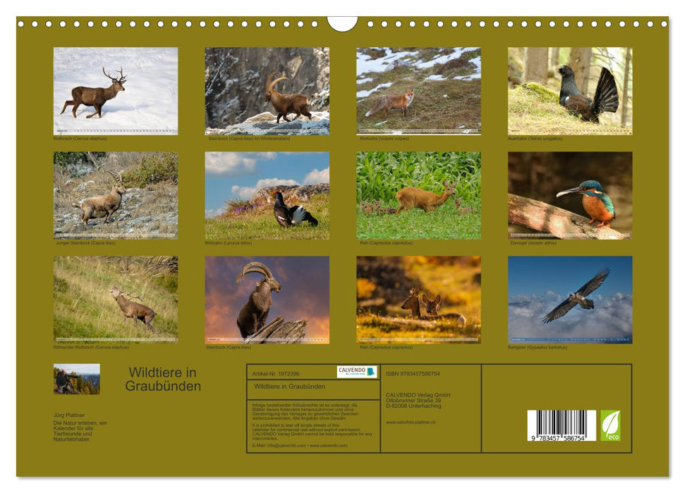 Wildtiere in Graubünden (CALVENDO Wandkalender 2026)
