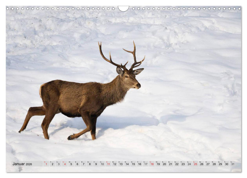 Wildtiere in Graubünden (CALVENDO Wandkalender 2026)