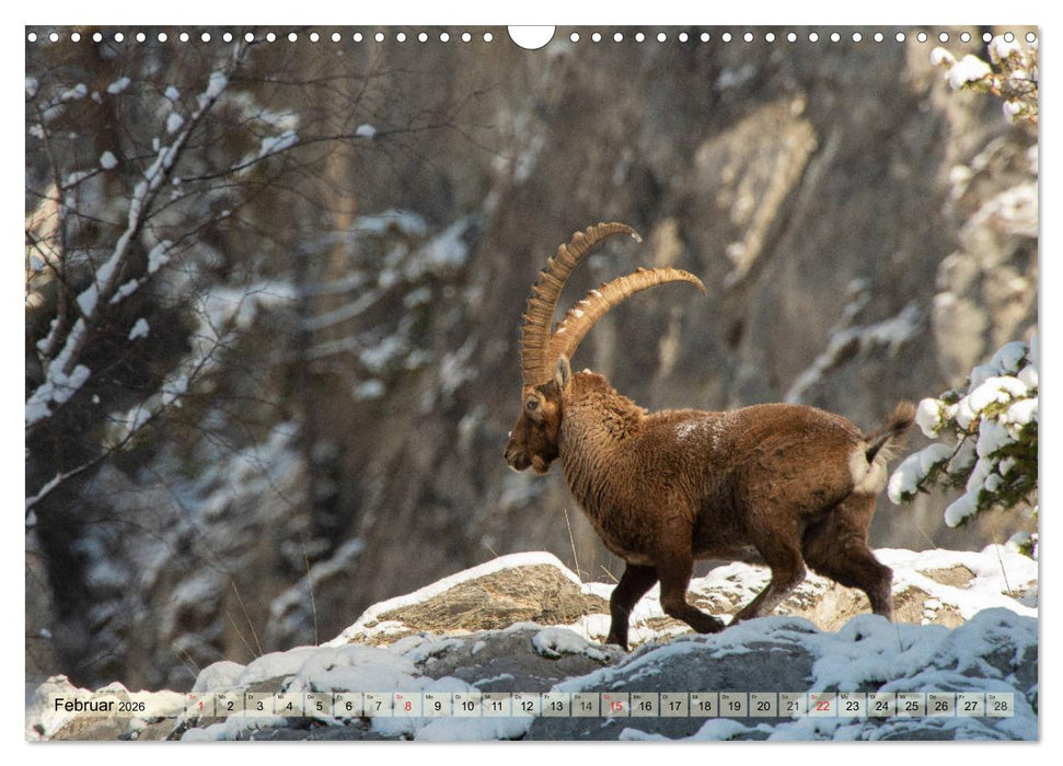 Wildtiere in Graubünden (CALVENDO Wandkalender 2026)