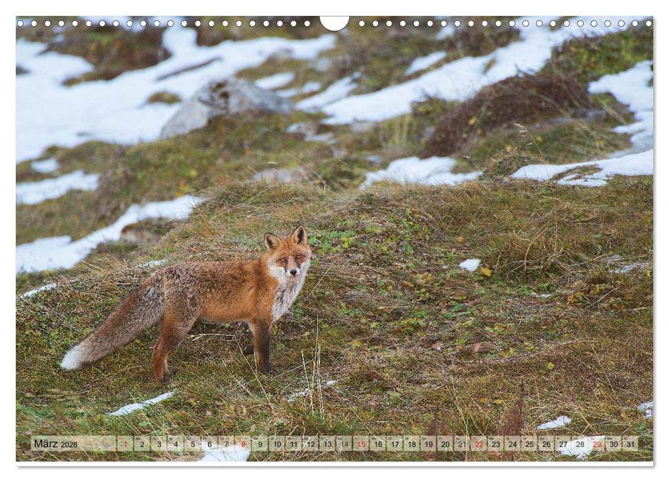 Wildtiere in Graubünden (CALVENDO Wandkalender 2026)