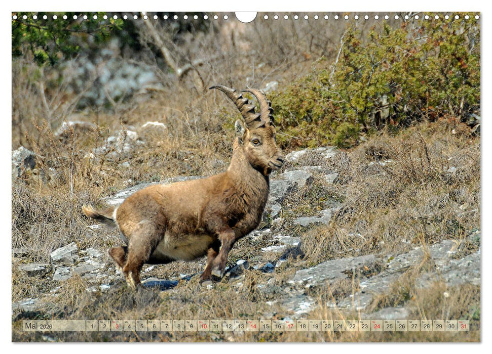 Wildtiere in Graubünden (CALVENDO Wandkalender 2026)