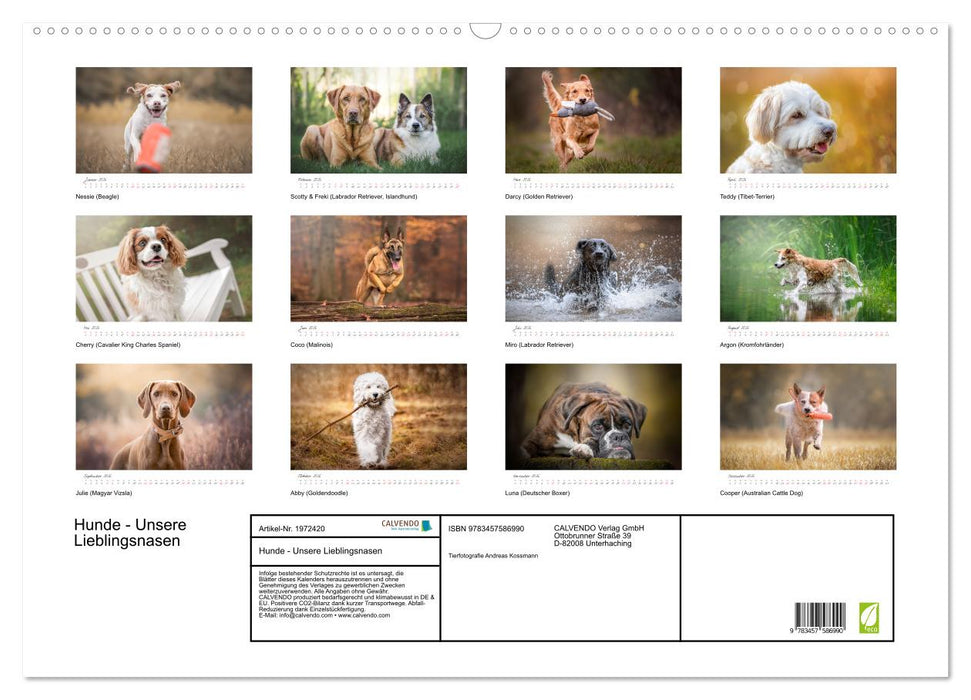 Hunde - Unsere Lieblingsnasen (CALVENDO Wandkalender 2026)