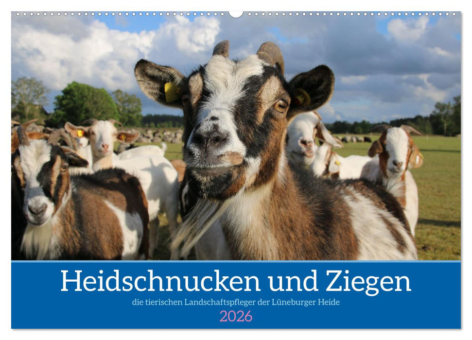 Heidschnucken und Ziegen die tierischen Landschaftspfleger der Lüneburger Heide (CALVENDO Wandkalender 2026)