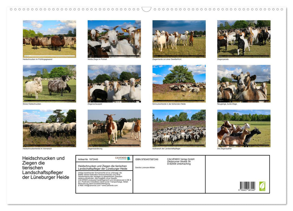 Heidschnucken und Ziegen die tierischen Landschaftspfleger der Lüneburger Heide (CALVENDO Wandkalender 2026)