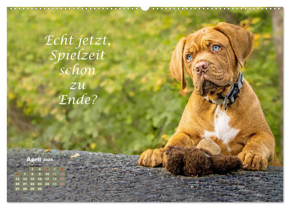 Hunde Spruchkalender (CALVENDO Premium Wandkalender 2026)