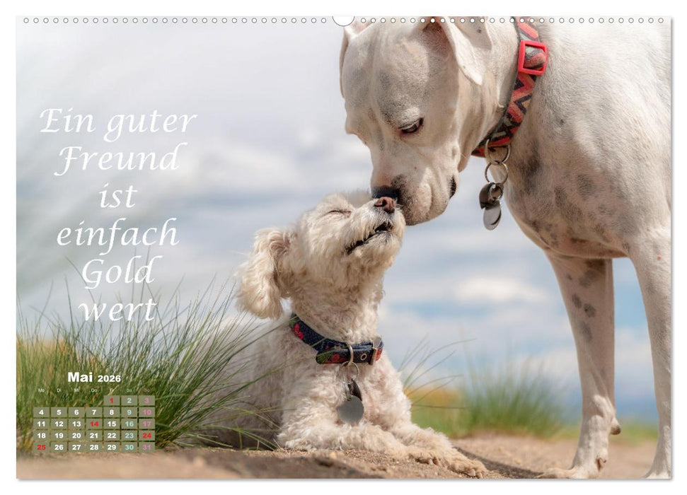 Hunde Spruchkalender (CALVENDO Premium Wandkalender 2026)