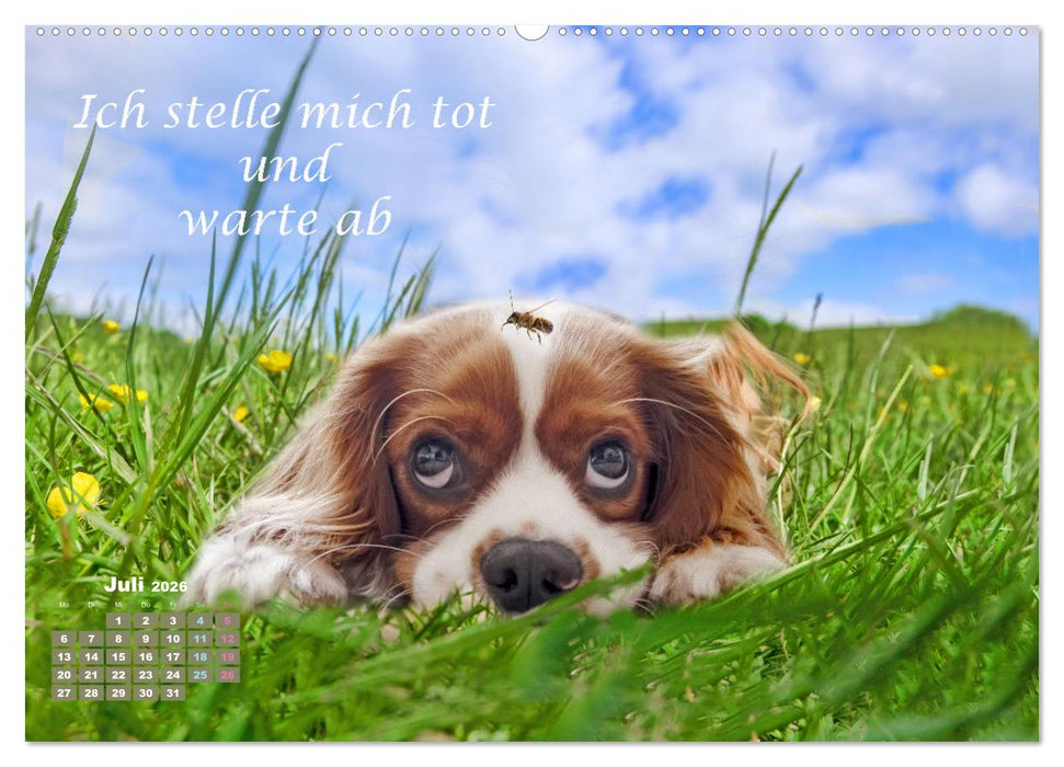 Hunde Spruchkalender (CALVENDO Premium Wandkalender 2026)