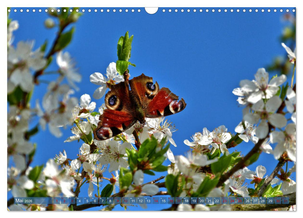 Ich liebe die Jahreszeiten (CALVENDO Wandkalender 2026)
