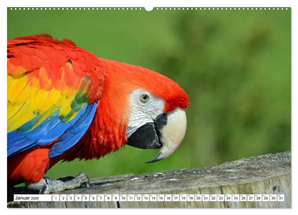 Aras - die fliegenden Edelsteine Mittel- und Südamerikas (CALVENDO Wandkalender 2026)