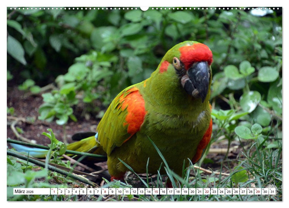 Aras - die fliegenden Edelsteine Mittel- und Südamerikas (CALVENDO Wandkalender 2026)