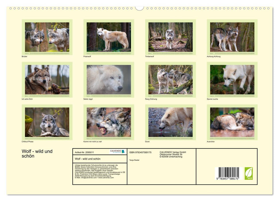Wolf - wild und schön (CALVENDO Premium Wandkalender 2026)