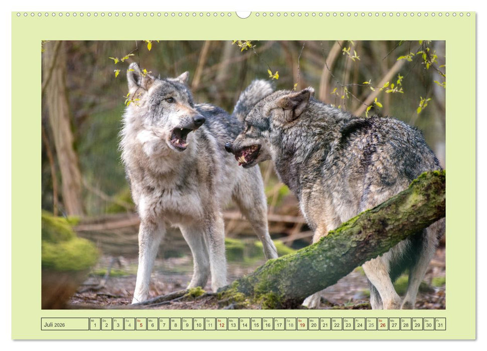 Wolf - wild und schön (CALVENDO Premium Wandkalender 2026)