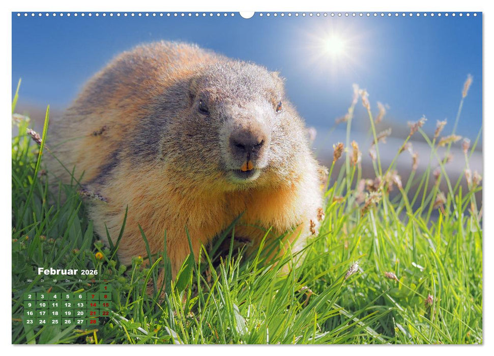 Großglockner wunderschöne Berg- und Tierwelt (CALVENDO Premium Wandkalender 2026)