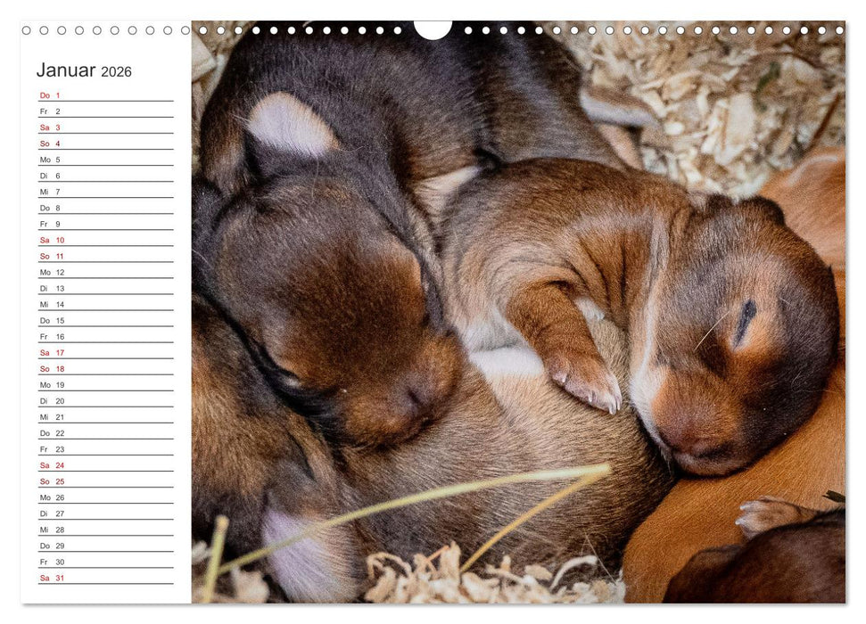 Eine glückliche Kaninchenfamilie (CALVENDO Wandkalender 2026)
