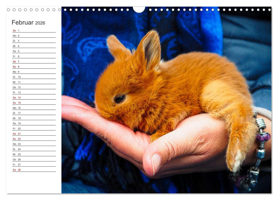 Eine glückliche Kaninchenfamilie (CALVENDO Wandkalender 2026)