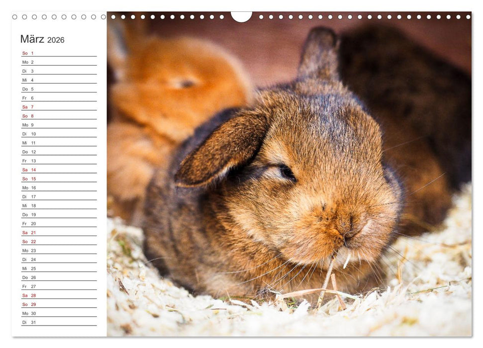 Eine glückliche Kaninchenfamilie (CALVENDO Wandkalender 2026)