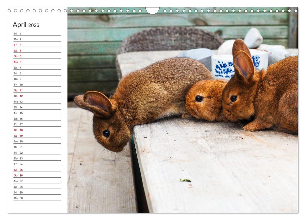 Eine glückliche Kaninchenfamilie (CALVENDO Wandkalender 2026)