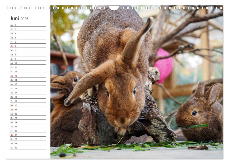 Eine glückliche Kaninchenfamilie (CALVENDO Wandkalender 2026)