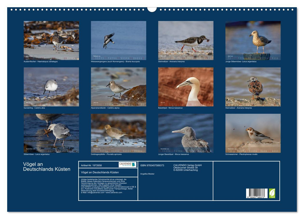 Vögel an Deutschlands Küsten (CALVENDO Wandkalender 2026)