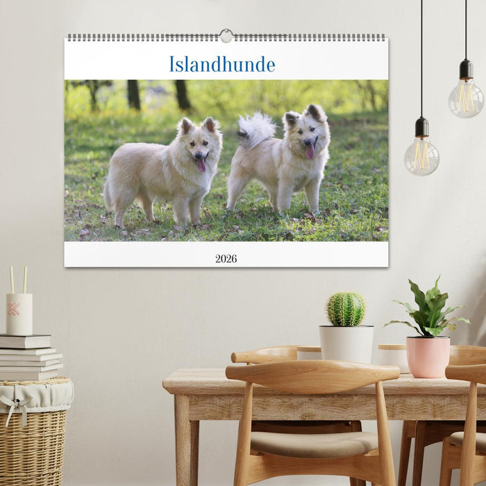 Islandhunde (CALVENDO Wandkalender 2026)