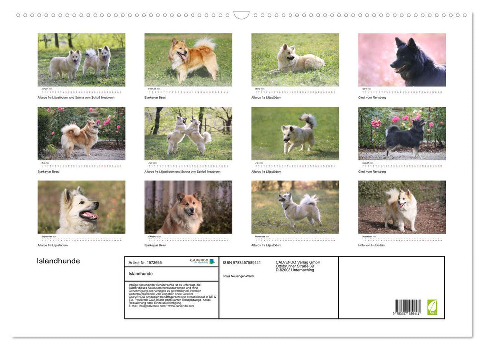 Islandhunde (CALVENDO Wandkalender 2026)