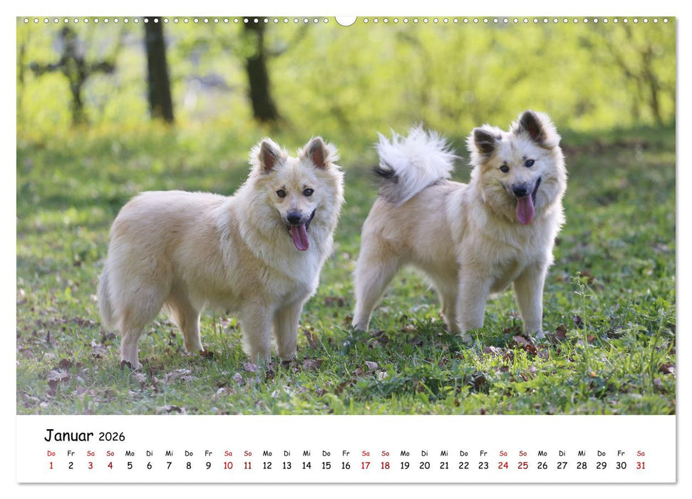 Islandhunde (CALVENDO Wandkalender 2026)
