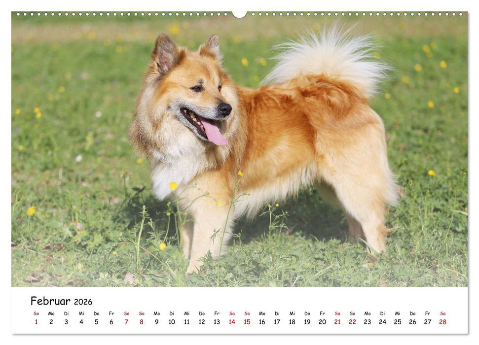 Islandhunde (CALVENDO Wandkalender 2026)