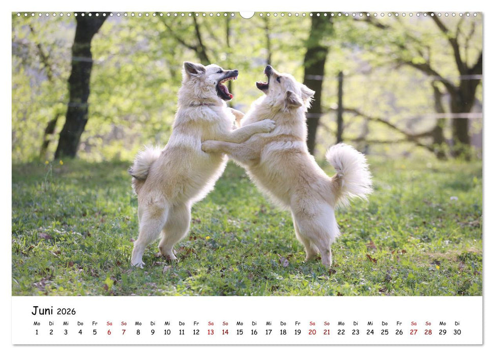 Islandhunde (CALVENDO Wandkalender 2026)