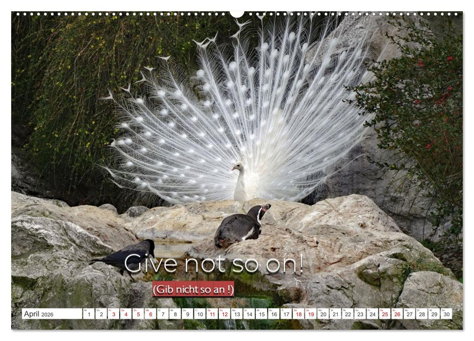 DENGLISCH gesagt ... (CALVENDO Premium Wandkalender 2026)