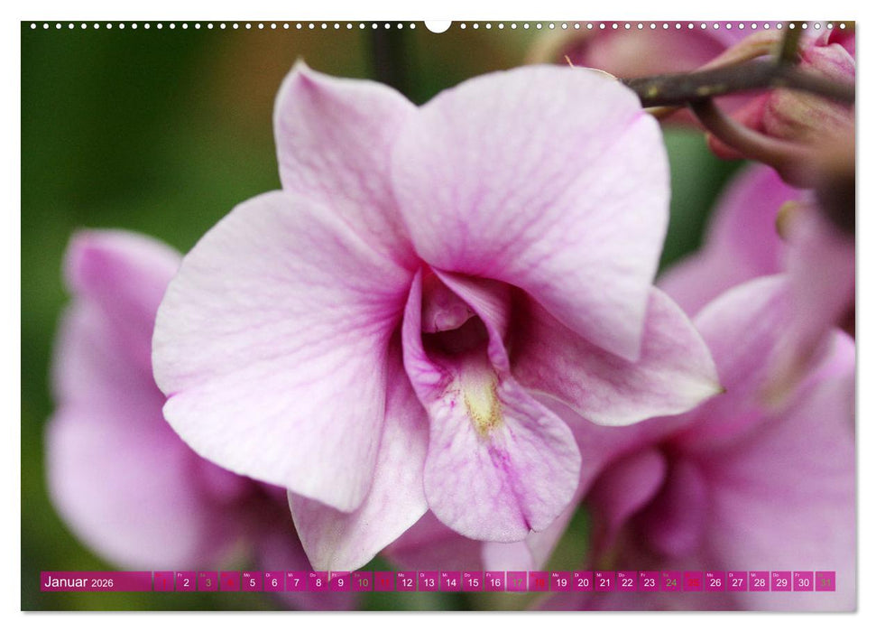 Mein Orchideentraum (CALVENDO Wandkalender 2026)