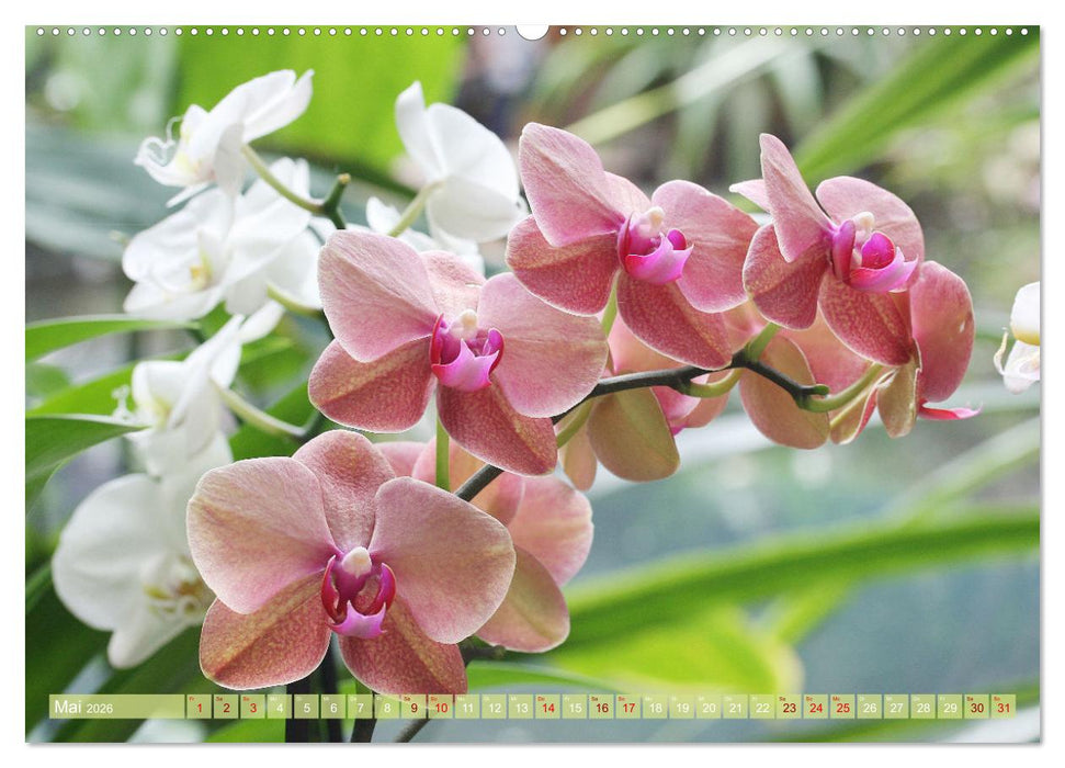 Mein Orchideentraum (CALVENDO Wandkalender 2026)