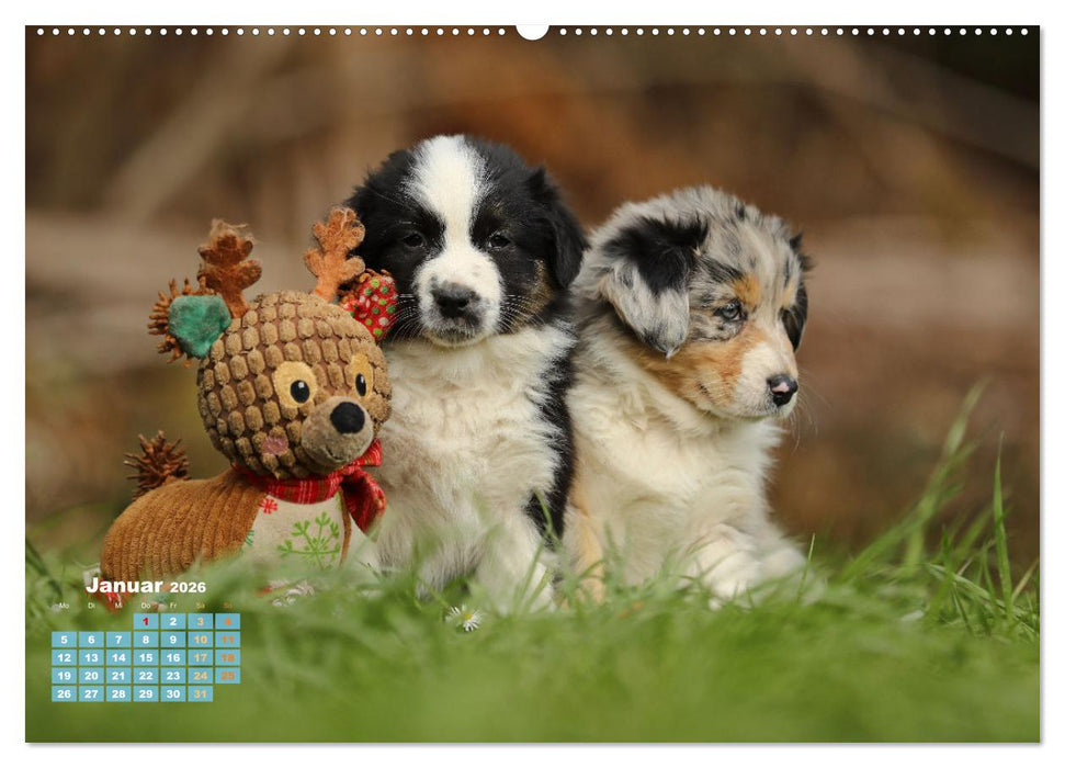 Lillyfee und ein Körbchen voller Glück (CALVENDO Wandkalender 2026)