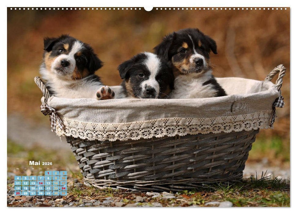 Lillyfee und ein Körbchen voller Glück (CALVENDO Wandkalender 2026)