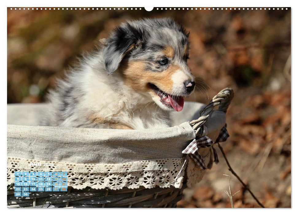 Lillyfee und ein Körbchen voller Glück (CALVENDO Wandkalender 2026)