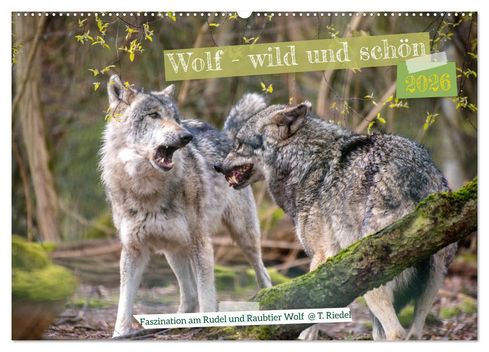 Wolf - wild und schön (CALVENDO Wandkalender 2026)