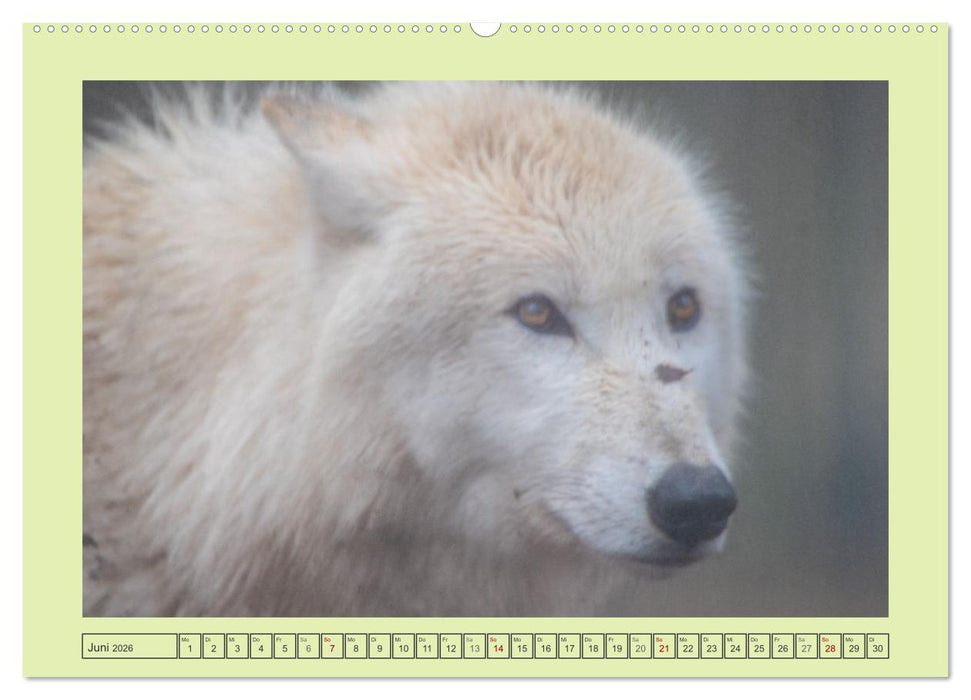 Wolf - wild und schön (CALVENDO Wandkalender 2026)