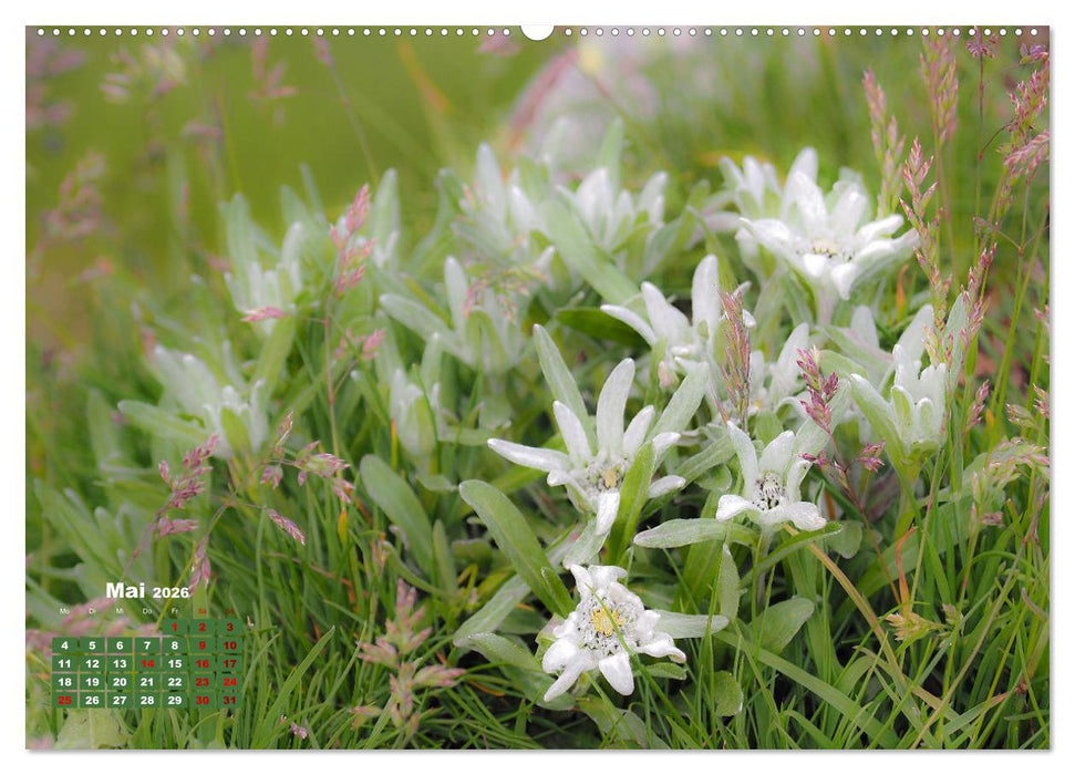 Großglockner wunderschöne Berg- und Tierwelt (CALVENDO Wandkalender 2026)