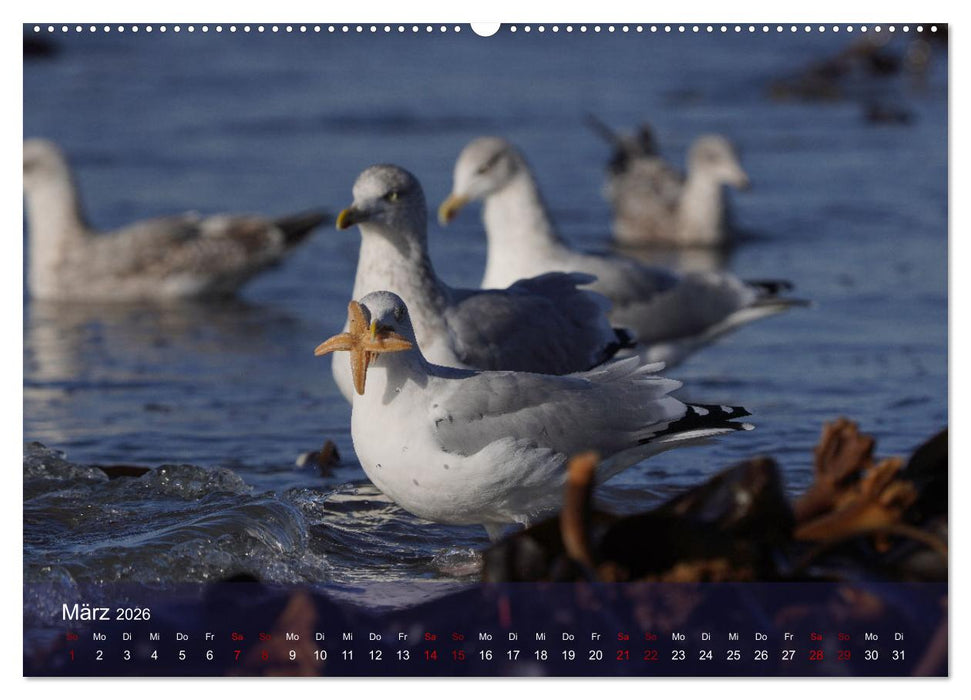 Wilde Vogelwelt Helgoland (CALVENDO Premium Wandkalender 2026)