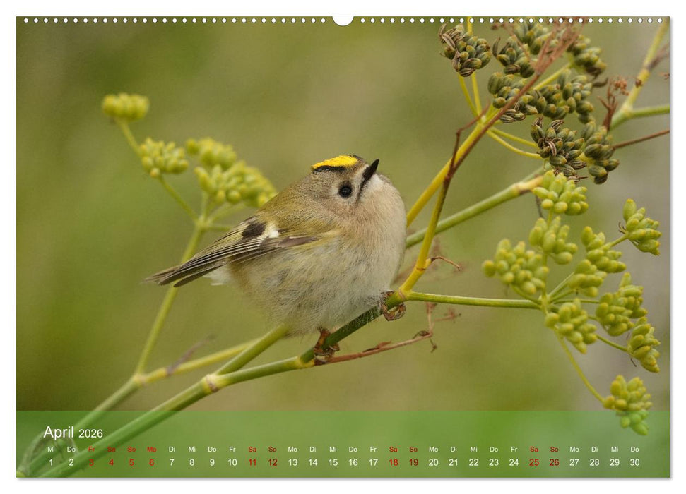 Wilde Vogelwelt Helgoland (CALVENDO Premium Wandkalender 2026)