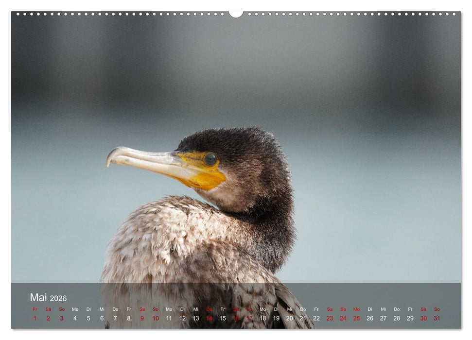 Wilde Vogelwelt Helgoland (CALVENDO Premium Wandkalender 2026)